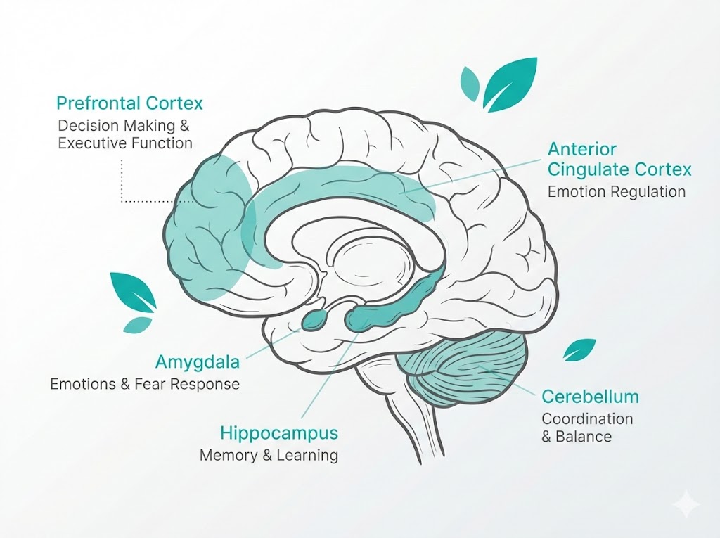 Anatomical brain highlighting key regions: Prefrontal Cortex (decision making), Amygdala (emotions), Hippocampus (memory), Anterior Cingulate Cortex (emotion regulation), and Cerebellum (coordination)